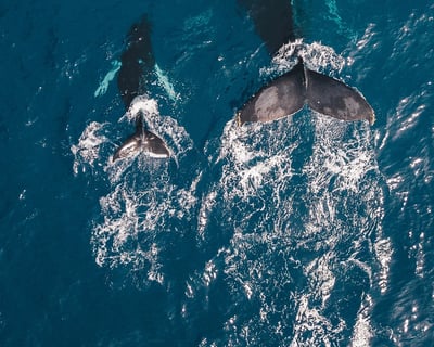 2-Hour Waikiki Whale Watching Cruise