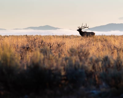 Private Sunset Wildlife Safari in Grand Teton National Park