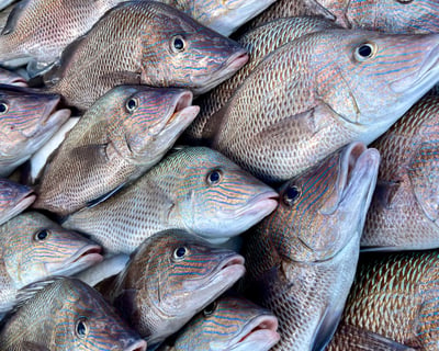 5-Hour Fishing Charter From Clearwater Beach