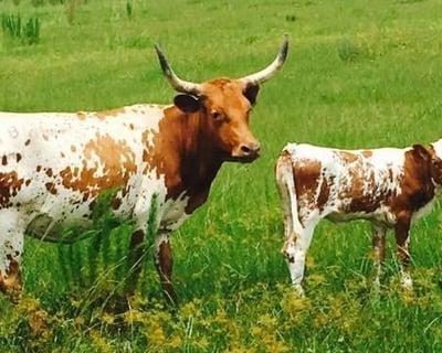 Babcock Ranch Photography Tour