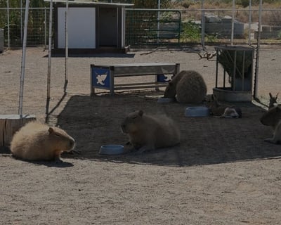 1-Hour Private Exotic Animal Tour in Tucson