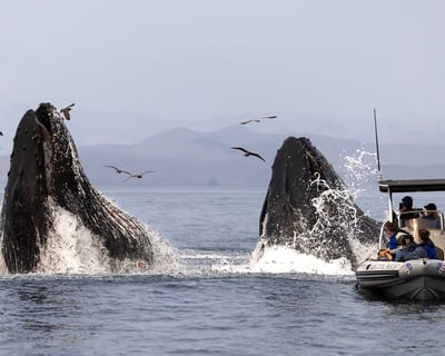 90-Minute Whale Watching Tour in Morro Bay
