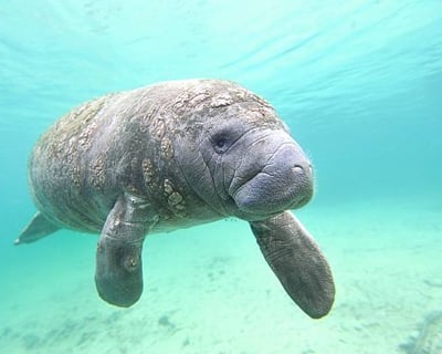 Manatee & Wildlife Tour in the 10,000 Islands