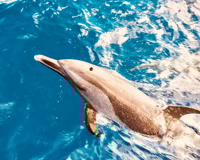 Waianae Dolphin Watch & Turtle Snorkel Cruise