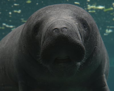 Key West Mangrove Manatee Cruise