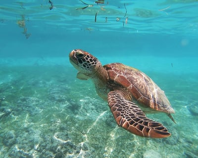 Turtle Canyon Snorkel Catamaran Cruise From Honolulu