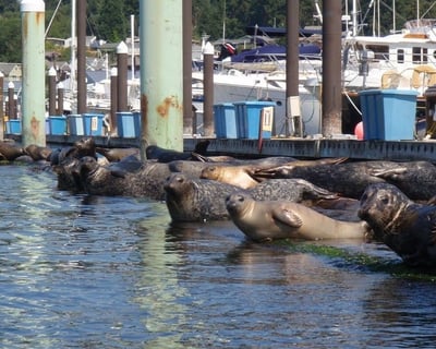 2-Hour Wildlife Kayak Tour in Poulsbo