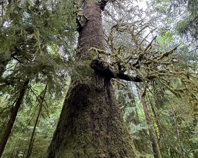 8.5-Hour Scenic Tour From Sooke To Port Renfrew