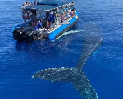 Eco-Raft Hawaiian Cultural and Whale Tour