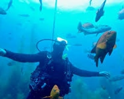 Guided Scuba Dive Charter in Catalina Island