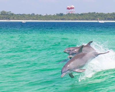 Pensacola Beach Dolphin and Scenic Tour