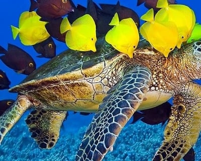 Turtle Canyon Snorkeling Tour From Honolulu
