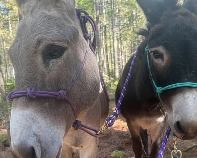 Guided Donkey Walk in Searsport