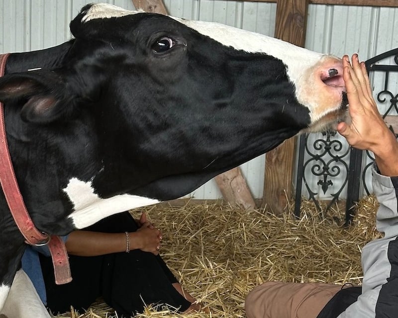 Private Cow Cuddling & Grooming Session in Easton, PA