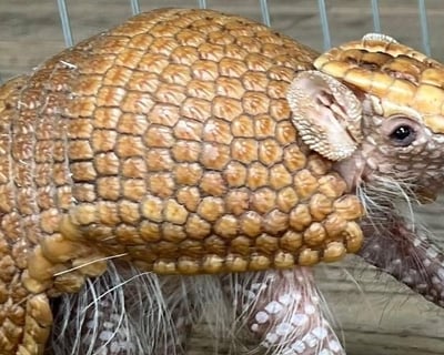 Houston Armadillo Meet & Greet