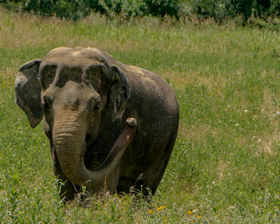 Private Elephant Tour in Hugo