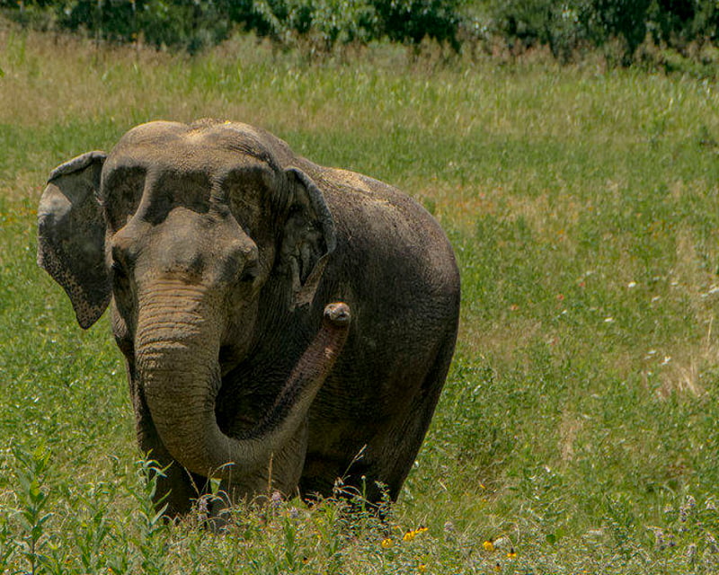 Private Elephant Tour in Hugo