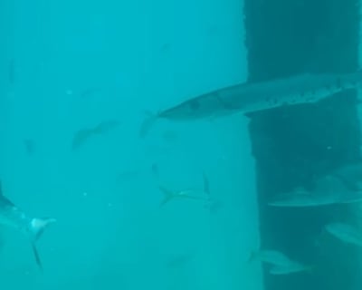 4-Hour Snorkeling Charter in Key West