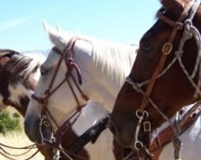 Kids' Guided Horse Ride in Pray