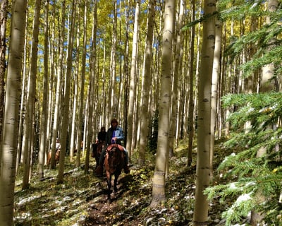 Ride an Adult-Only 1-Hour Horseback Tour in Vail