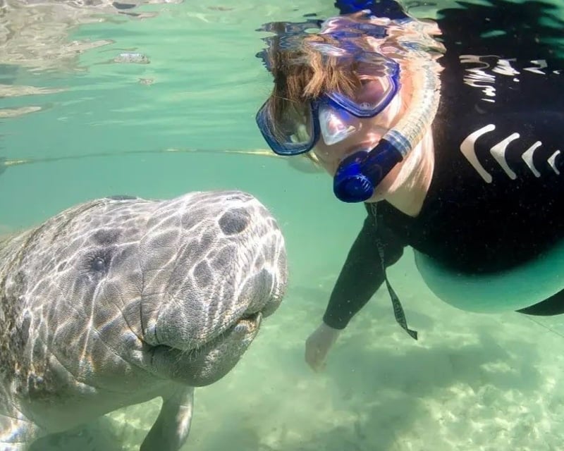 Small Group Swim with Manatees in Crystal River