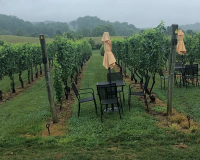 Private Virginia Wine Country Excursion from DC