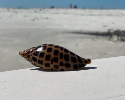 Shell Island Opening Day Boat Tour