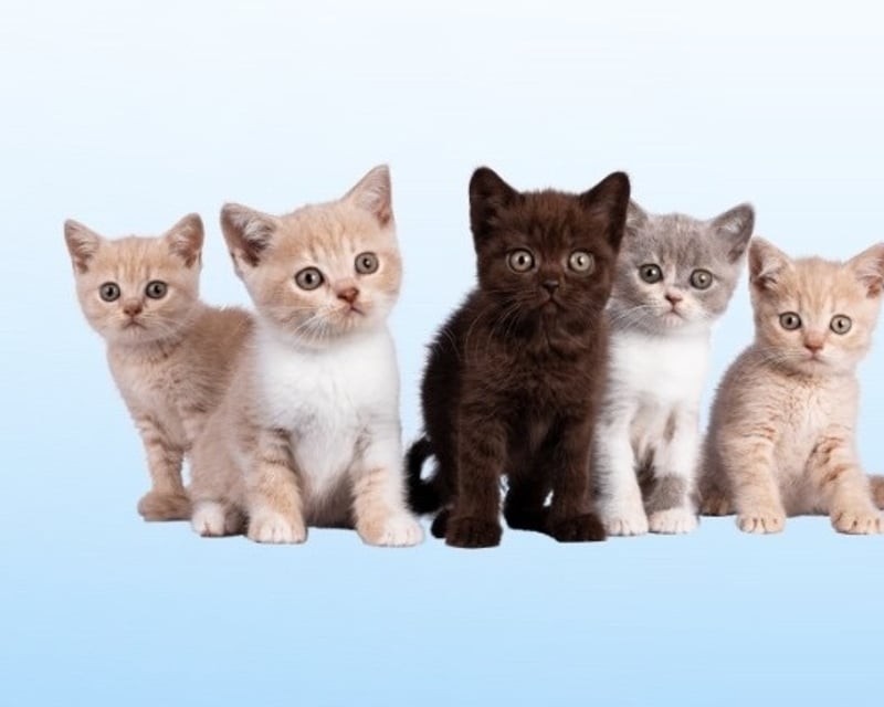 Addon image