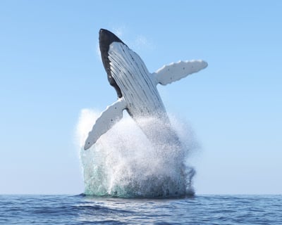 Expert-Guided Whale Watch Cruise in Honolulu