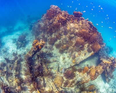 Guided 2-Tank Reef Dive in Key West