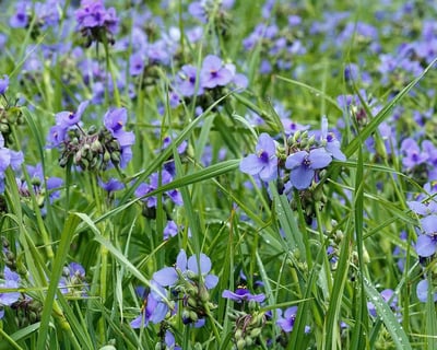 Wildflower Preserve Admission in New Hope