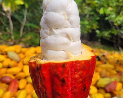 Cacao Farm Walking Tour in Fajardo