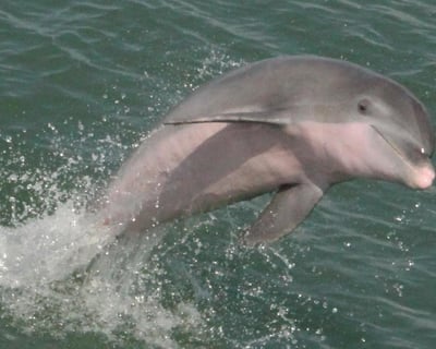 Fulton Harbor Dolphin Cruise with Wildlife Guide