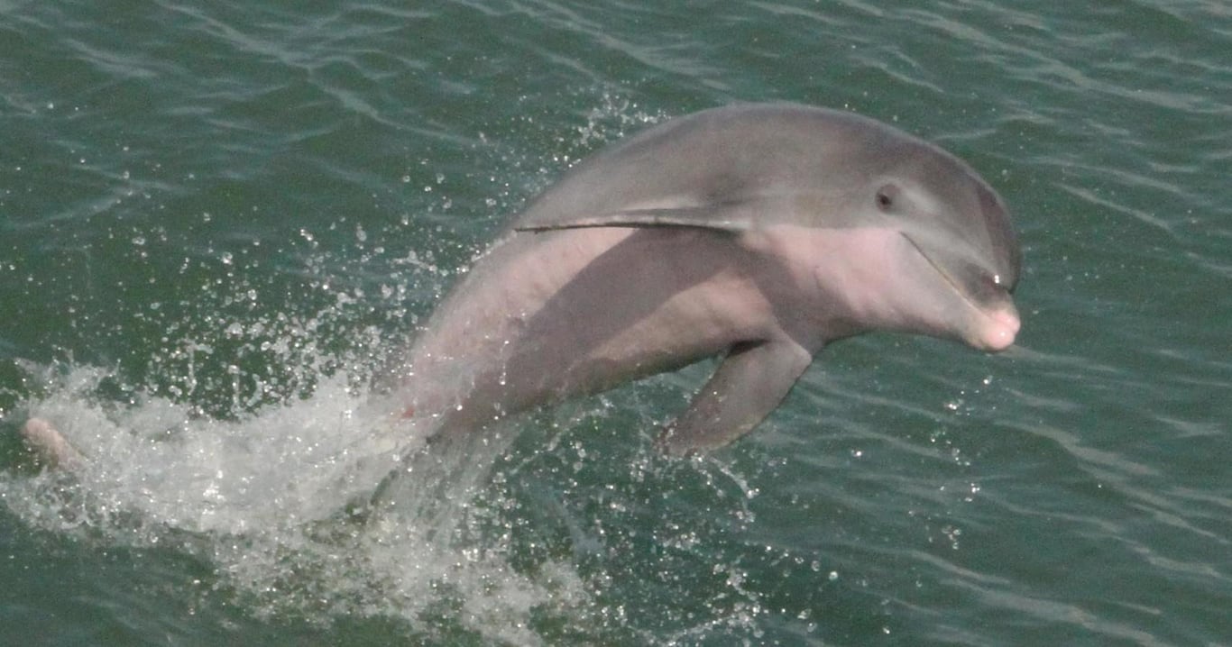 Fulton Harbor Dolphin Cruise with Wildlife Guide