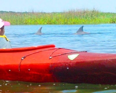 2-Hour Guided Dolphin Kayaking Nature Tour