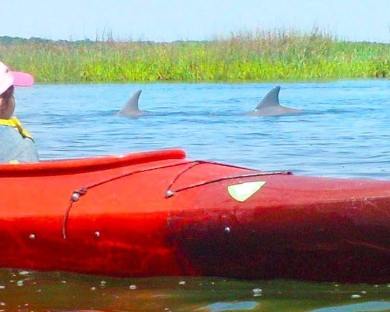 2-Hour Guided Dolphin Kayaking Nature Tour
