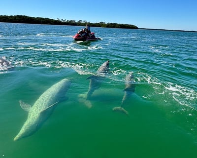 Dolphin Island Jet Ski Adventure