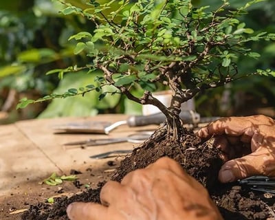 Bonsai Workshop in El Guapote