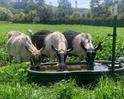 Pescadero Farmstead Cheese Tour