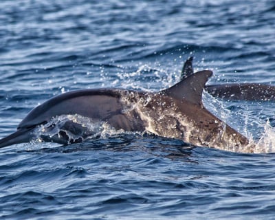 Galveston Sunset Dolphin Cruise