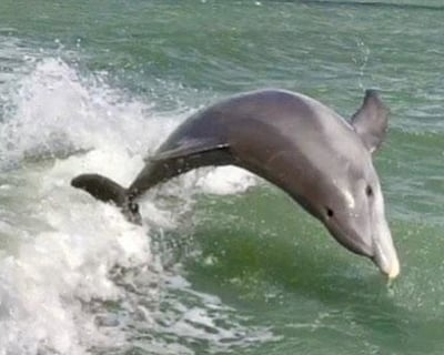 2-Hour Dolphin Tour in Holmes Beach