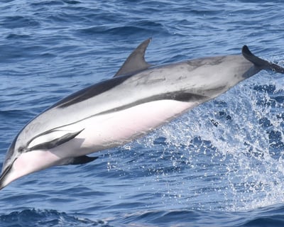 Offshore Marine Mammal and Pelagic Bird Watch