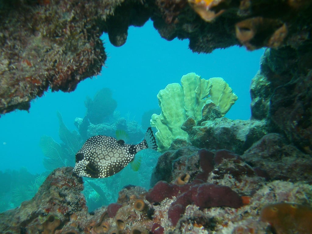 Explore Key West's Barrier Reef on a 4-Hour Trip