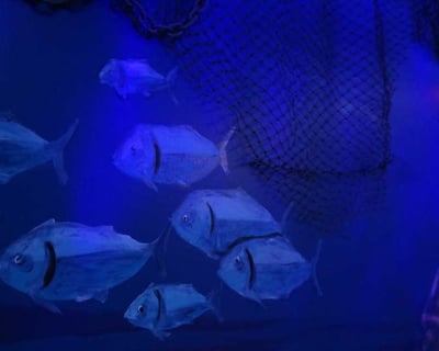 Shipwreck Escape Room in D'Iberville