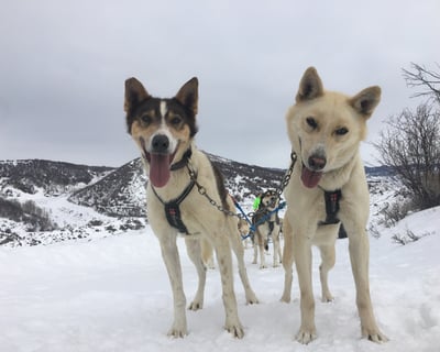 Backcountry Dog Sled Adventure: Mush Your Own Team