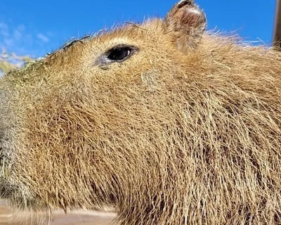 Guided Capybara Feeding Experience in Tucson