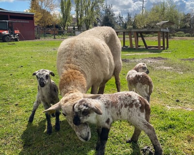 2-Hour Farm Birthday Party Package