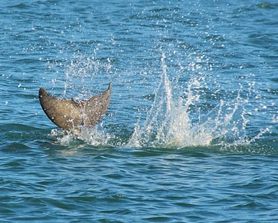 2-Hour Dolphin Boat Cruise in Sanibel