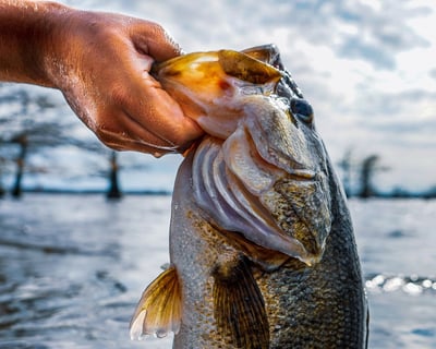 4-Hour Bass Fishing Charter in Nashville