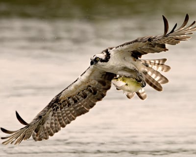 Accessible 2-Hour Birding Hike in Shamong
